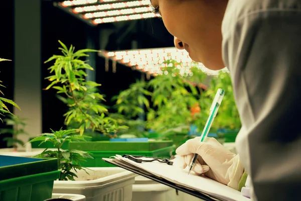 Las Científicas Investigan Registran Datos Plantas Cannabis Gratificantes Maceta Instalación —  Fotos de Stock