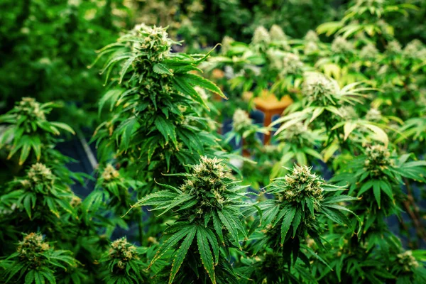 stock image Closeup garden of cannabis plants with gratifying full grown buds ready to be harvested in curative indoor cannabis farm, grow facility. Beautiful highly detail of marijuana plant with bud, macro.