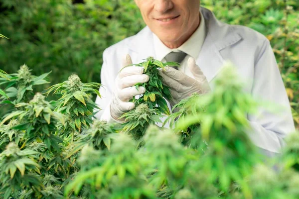 Científico Masculino Inspecciona Las Hojas Gratificantes Planta Cannabis Investigador Que — Foto de Stock