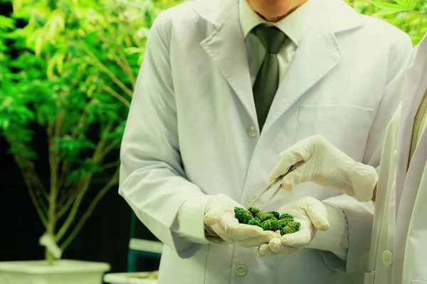 Naukowcy Bliska Chwytający Satysfakcjonującą Kupę Pączków Marihuany Pęsetą Zebraną Leczniczej — Zdjęcie stockowe
