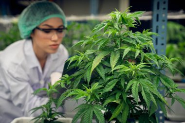 Çöp öğütücü başlık takan kadın bilim adamı dizüstü bilgisayar taşıyor ve kapalı alandaki kenevir bitkilerini tatmin etmek için iç mekanda kenevir tarlasını inceliyor. Büyüme tesislerinde tıbbi amaçlı esrar ürünü kavramı.