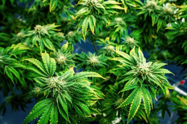 Kenevir bitkilerinden oluşan kapalı bir bahçe, tatmin edici yetişkin tomurcukları ile kapalı alandaki kenevir tarlalarında hasat edilmeye hazır, yetiştirme tesisi. Ot ve makroyla marihuana bitkisinin çok güzel detayları..