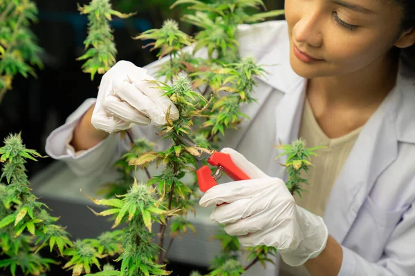 Close Corte Cientista Feminino Aparando Gratificante Folha Planta Jovem Cannabis — Fotografia de Stock