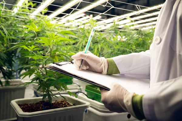 Científico Que Registra Datos Gratificación Planta Cannabis Invernadero Curativo Utilizando —  Fotos de Stock