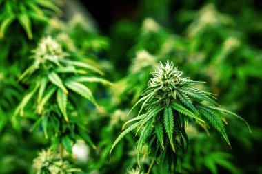 Kenevir bitkilerinden oluşan kapalı bir bahçe, tatmin edici yetişkin tomurcukları ile kapalı alandaki kenevir tarlalarında hasat edilmeye hazır, yetiştirme tesisi. Ot ve makroyla marihuana bitkisinin çok güzel detayları..