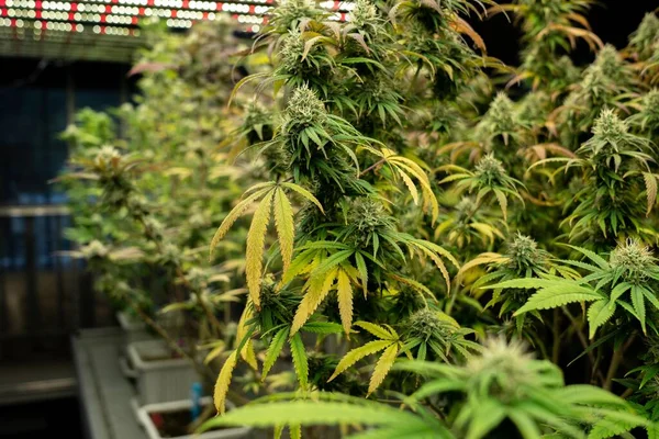 Gratifying Cannabis Plants Buds Hydroponic Farm Providing Most Quality Medicinal — Foto Stock