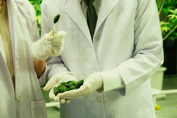 Closeup Scientists Grasping Gratifying Heap Cannabis Weed Buds Tweezers Harvested — Stock Photo, Image