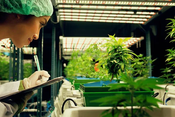Vrouwelijke Wetenschapper Onderzoekt Registreert Gegevens Van Het Bevredigen Van Cannabisplanten — Stockfoto