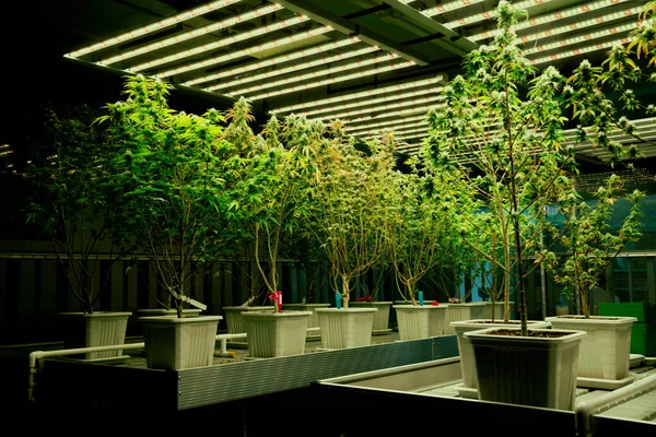 在治疗性室内药用大麻农场的灯光下 一个种植大麻植物的花园 有着令人满意的成熟芽 高质量药用大麻种植设施中的大麻室内农场 — 图库照片