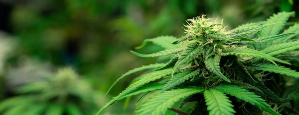 Close Van Een Cannabisplant Met Een Knop Legale Cannabisplanten Geteeld — Stockfoto