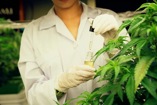 Gros Plan Gratifiant Plante Cannabis Dans Ferme Curative Intérieure Cannabis — Photo