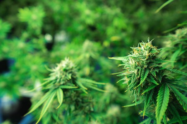 Крупный план растения конопли с бутоном, легальными растениями конопли, выращенными в помещении гидропонного завода для медицинских целей. Растущие удовлетворяющие конопли конопли в ферме хорошего качества.