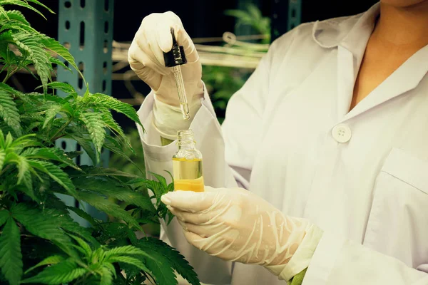 Closeup Gratifying Cannabis Plant Curative Indoor Cannabis Farm Scientist Inspecting — Stock Photo, Image