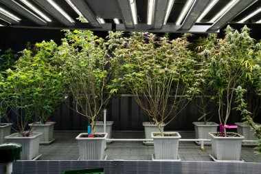 İyileştirici iç mekanda tıbbi kenevir tarlasında ışık altında tam büyümüş tomurcukları olan bir esrar bahçesi. Yüksek kaliteli tıbbi esrar yetiştirme tesisinde marihuana çiftliği