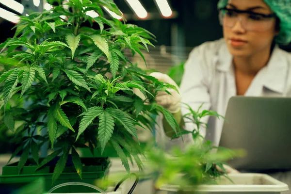 Científica Con Gorra Eliminación Sosteniendo Portátil Inspeccionando Plantas Cannabis Gratificantes —  Fotos de Stock