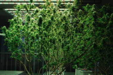 Esrarlı esrar bitkisi, tıbbi amaçlar için kapalı bir hidroponik tesiste yetişen yasal kenevir bitkisi. Kaliteli yetiştirme tesisinde esrar keneviri tatminkar.