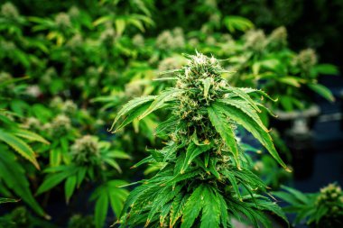 Kenevir bitkilerinden oluşan kapalı bir bahçe, tatmin edici yetişkin tomurcukları ile kapalı alandaki kenevir tarlalarında hasat edilmeye hazır, yetiştirme tesisi. Ot ve makroyla marihuana bitkisinin çok güzel detayları..