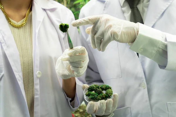 Científicos Cerca Captan Montón Gratificante Brotes Marihuana Placa Petri Con —  Fotos de Stock