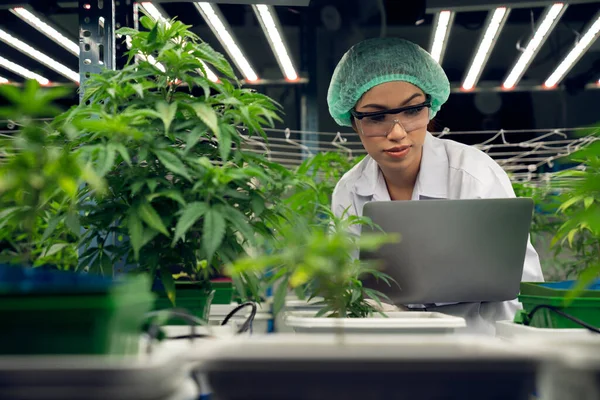 Female Scientist Wearing Disposal Cap Carrying Laptop Inspecting Gratifying Cannabis — Stock Photo, Image