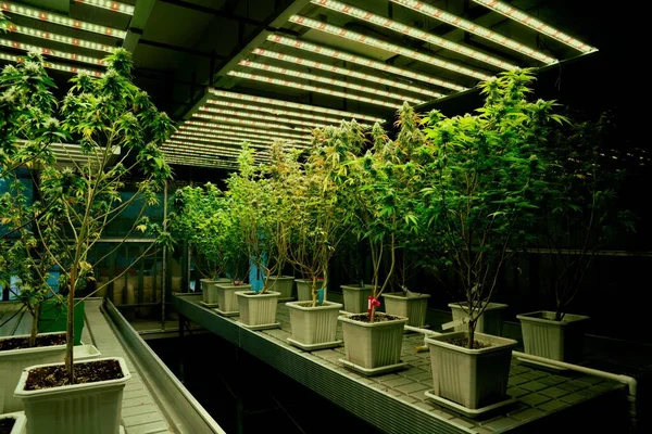 Jardim Plantas Cannabis Com Botões Crescidos Gratificantes Sob Luzes Fazenda — Fotografia de Stock