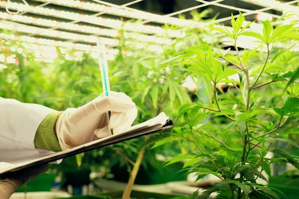 Scientist recording data from gratifying cannabis plant in curative green house using a pen and clipboard. Extract of medicinal product from cannabis plants in grow facility.