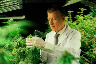 Bilim adamı, büyüteç kullanarak kenevir bitkisinin tomurcuklarını inceliyor. Tedavi edici kapalı alanda esrar tarlaları yüksek kaliteli tıbbi esrar ürünleri sunmaktadır..