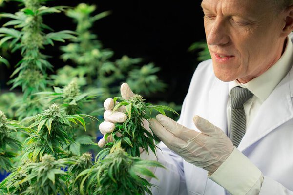 Учёный-мужчина осматривает приятные листья конопли. Исследователь, работающий над инспекцией марихуаны на фабрике по выращиванию марихуаны для лекарственных препаратов каннабиса в медицинских целях.