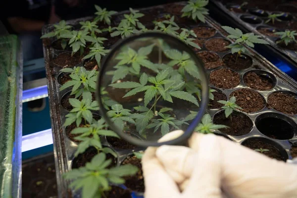 Científico Inspecciona Gratificación Plantas Jóvenes Cannabis Brotes Plántulas Con Una — Foto de Stock