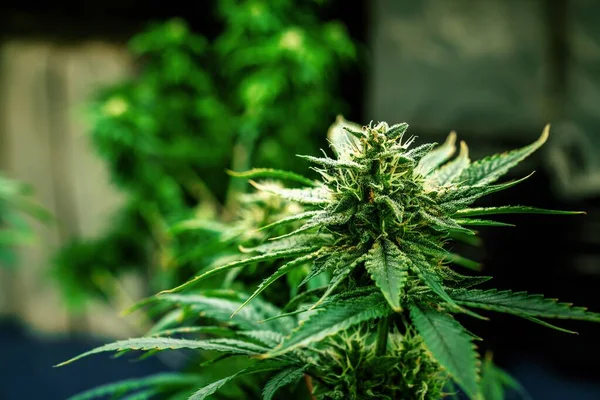 Primo Piano Giardino Piante Cannabis Con Boccioli Pieni Gratificanti Pronti — Foto Stock