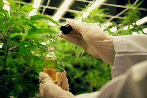 Fechar Planta Cannabis Gratificante Fazenda Curativa Cannabis Indoor Cientista Inspecionando — Fotografia de Stock