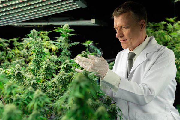 Ученый осматривает ублажающий бутон растения конопли увеличительным стеклом. Плантация конопли в лечебной крытой ферме для высокого качества лекарственного продукта каннабиса. Производственные мощности по выращиванию марихуаны.