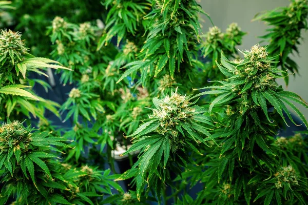 Jardin Gros Plan Plantes Cannabis Avec Des Bourgeons Pleins Gratifiants — Photo