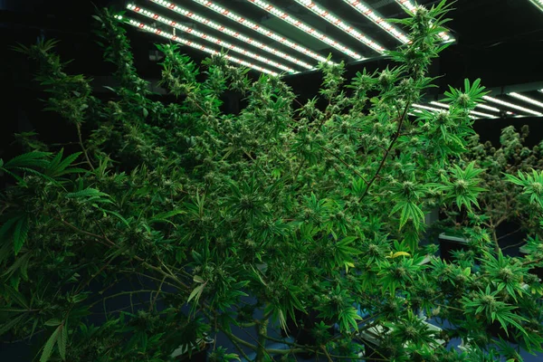 Closeup Uma Planta Cannabis Com Broto Plantas Cannabis Legal Cultivadas — Fotografia de Stock
