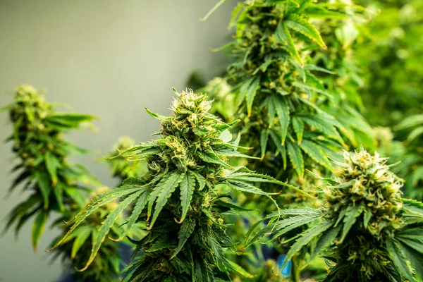 Primo Piano Giardino Piante Cannabis Con Boccioli Pieni Gratificanti Pronti — Foto Stock