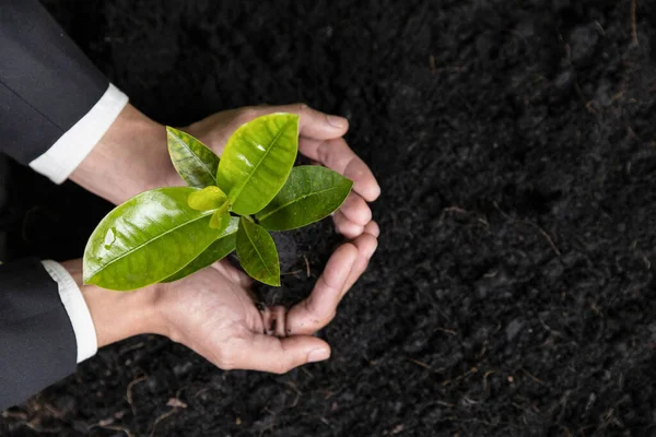 Top View Businessman Growing Plant Fertile Soil His Hand Promoting — Stock Photo, Image