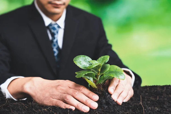 Affärsman Håller Unga Plantor Bördig Mark För Ekoskogsförnyelse Eco Corporate — Stockfoto