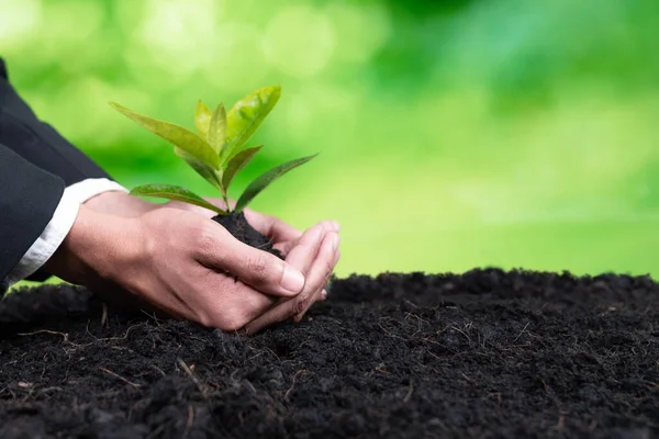 Businessman Hold Young Seedling Fertile Soil Eco Forest Regeneration Eco — Stock Photo, Image