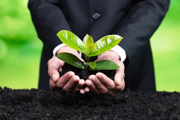 Affärsman Håller Unga Plantor Bördig Mark För Ekoskogsförnyelse Eco Corporate — Stockfoto