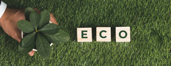 Top View Üzletember Tartja Növény Pot Eco Kocka Szimbólum Erdőregeneráció — Stock Fotó
