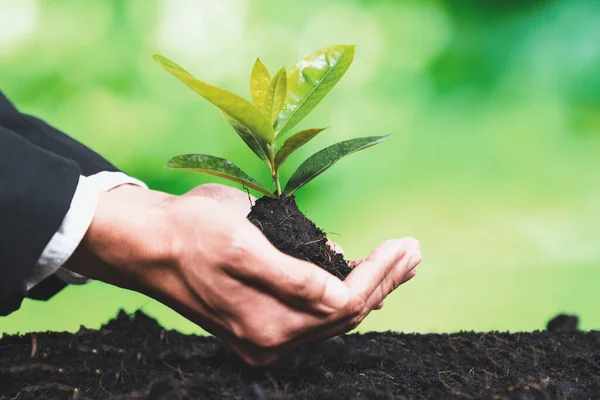Businessman Hold Young Seedling Fertile Soil Eco Forest Regeneration Eco — Stock Photo, Image
