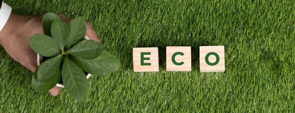 Ovanifrån Affärsman Som Håller Växt Kruka Med Eco Kub Symbol — Stockfoto