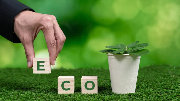 商人拿着带有Eco立方体符号的花盆 森林再生和自然意识 具有环保政策的符合道德的绿色企业利用可再生能源保护生态 改变了 — 图库照片
