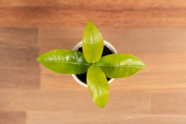 Ofis masasında sürdürülebilir bir gelecek için en iyi görünümlü genç saksı. Çevre dostu konsept temiz enerjiyi ve sıfır emisyonu teşvik eder. Doğa koruma için yeşil iş. Değiştir