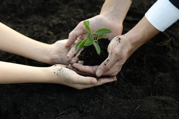 Empresario Crece Nutre Planta Suelo Fertilizado Con Chico Joven Como — Foto de Stock