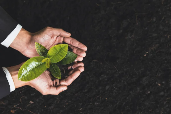 Top View Businessman Growing Plant Fertile Soil His Hand Promoting — Stock Photo, Image