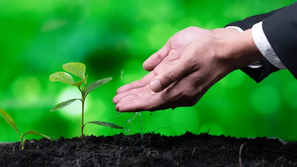 Üzletember Termeszti Táplálja Növényt Megtermékenyített Talaj Koncepcióján Alapuló Öko Vállalat — Stock Fotó