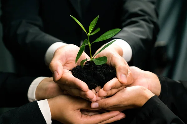 Miljövänliga Investeringar Återbeskogning Grupp Affärsmän Som Håller Samman Anläggningar Kontoret — Stockfoto