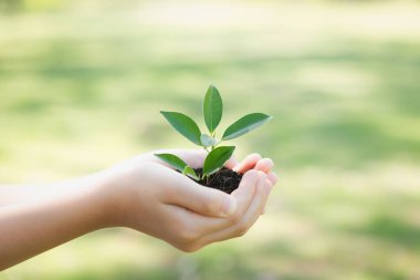 Ormanların yeniden ağaçlandırılması ve uzun vadeli çevresel sürdürülebilirlik konusundaki çevre bilincinin desteklenmesi, sürdürülebilir bir gelecek için daha yeşil doğayı beslemek amacıyla çocuk bitki ya da verimli topraklarda filizlenir. Döngü