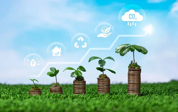 Seedling Tree Planted Top Growing Money Coin Stack Sky Background — Stock Photo, Image
