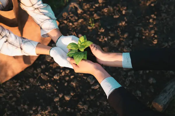 Eco-business company empower farmer with eco-friendly farming practice and clean agricultural technology. Cultivate sustainable future nurturing plants to grow and thrive. Gyre